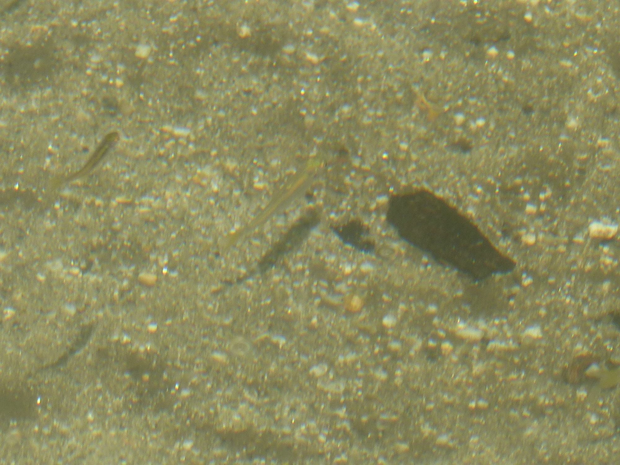 Kobako Quioto